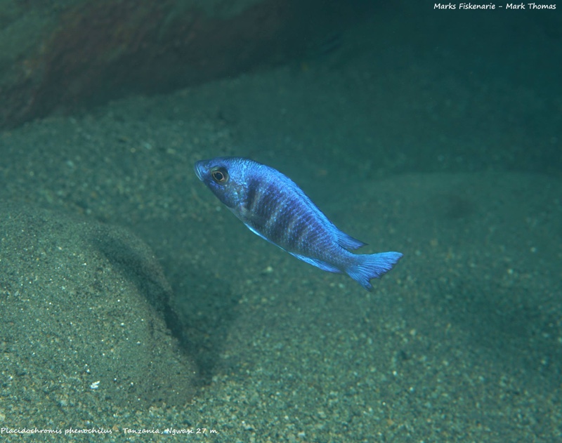 Placidochromis sp. 'phenochilus tanzania' Ngwasi